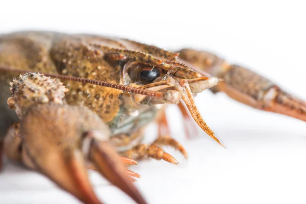 白を背景にザリガニが. — ストック写真