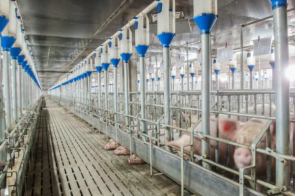 특별 한 노점에서 매우 큰 돼지와 돼지고기 공장 — 스톡 사진