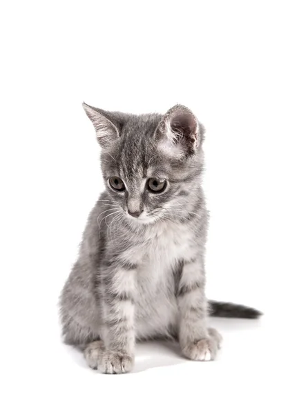 Gatito gris sobre fondo blanco — Foto de Stock