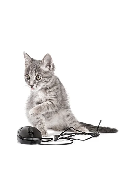 Gatinho pequeno bonito brinca com o mouse do computador — Fotografia de Stock