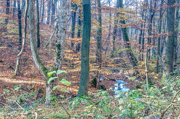 Dennenbos na de regen — Stockfoto