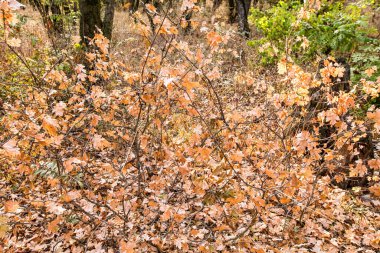 Sonbahar manzarası. Sonbahar parkı bölgesinde sarı yapraklı ağaçlar. Renkli sonbahar manzarası. Sonbahar ormanlarında ağaçlı güneş ışığı..