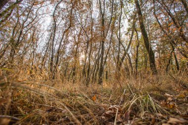 Sonbahar manzarası. Sonbahar parkı bölgesinde sarı yapraklı ağaçlar. Renkli sonbahar manzarası. Sonbahar ormanlarında ağaçlı güneş ışığı..