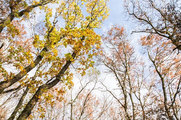 Őszi Táj Sárgás Lombhullató Fák Városi Őszi Park Területén Színes — Stock Fotó