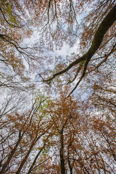 秋の風景 市内の秋の公園エリアで黄色の落葉樹 カラフルな秋の風景 木々のある秋の森の中の日光 — ストック写真