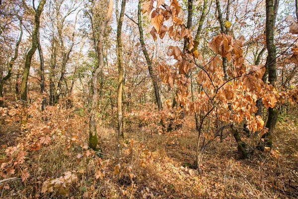 Herbstlandschaft Vergilbte Laubbäume Städtischen Herbstpark Bunte Herbstlandschaft Sonnenlicht Herbstlichen Wald — Stockfoto