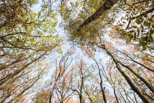 Höstlandskap Gulnade Lövträd Stadens Höstparksområde Färgglada Höstlandskap Solljus Höstskogen Med — Stockfoto