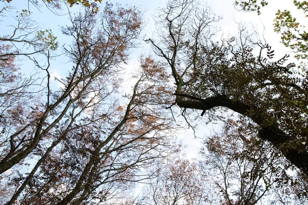 Осінній Пейзаж Пофарбовані Листяні Дерева Районі Міського Осіннього Парку Барвиста — стокове фото