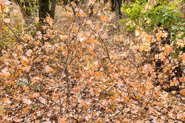 秋の風景 市内の秋の公園エリアで黄色の落葉樹 カラフルな秋の風景 木々のある秋の森の中の日光 — ストック写真