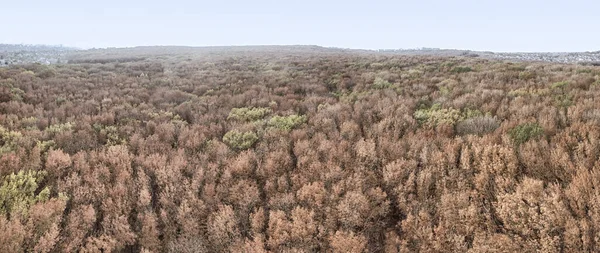 Paysage Automne Arbres Feuilles Caduques Jaunies Dans Zone Parc Automne — Photo