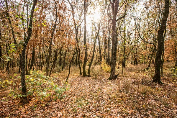 Herbstlandschaft Vergilbte Laubbäume Städtischen Herbstpark Bunte Herbstlandschaft Sonnenlicht Herbstlichen Wald — Stockfoto