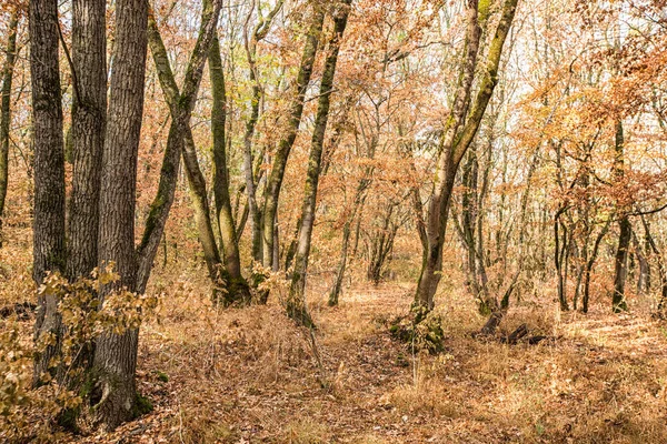 城市秋园地区黄落叶树 五彩缤纷的秋景 秋天森林里的阳光和树木 — 图库照片