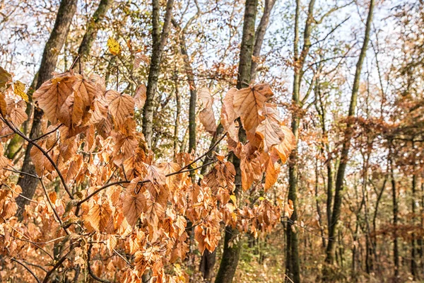 Paysage Automne Arbres Feuilles Caduques Jaunies Dans Zone Parc Automne — Photo