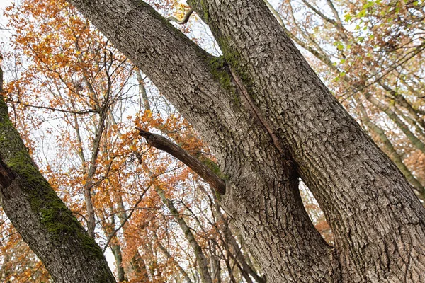 Herbstlandschaft Vergilbte Laubbäume Städtischen Herbstpark Bunte Herbstlandschaft Sonnenlicht Herbstlichen Wald — Stockfoto