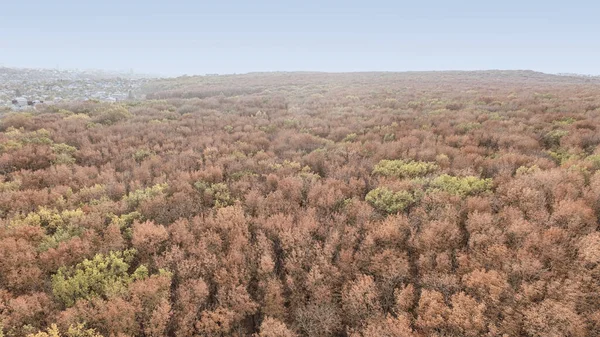 Paisaje Otoñal Árboles Hoja Caduca Amarillentos Zona Del Parque Otoño —  Fotos de Stock