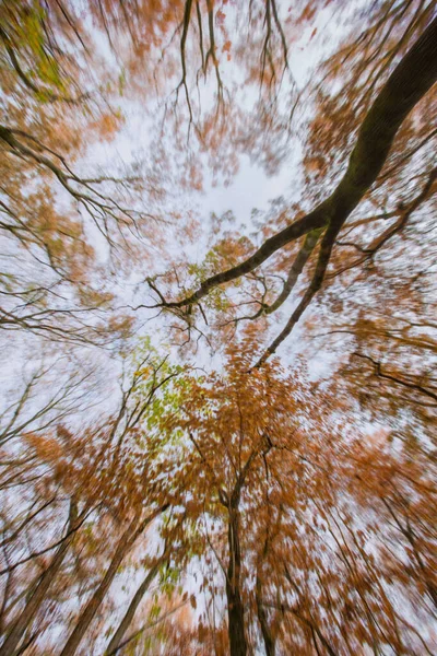 Herfst Landschap Vergeelde Loofbomen Stad Herfst Park Gebied Kleurrijke Herfstlandschap — Stockfoto