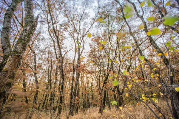 Осенний Пейзаж Пожелтевшие Лиственные Деревья Территории Городского Осеннего Парка Красочный — стоковое фото