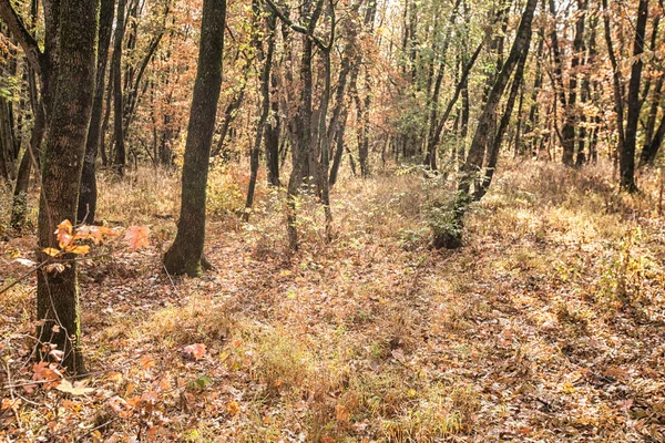 Jesienny Krajobraz Żółte Drzewa Liściaste Jesiennym Parku Miejskim Kolorowa Jesienna — Zdjęcie stockowe