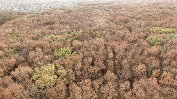 Herfst Landschap Vergeelde Loofbomen Stad Herfst Park Gebied Kleurrijke Herfst — Stockfoto