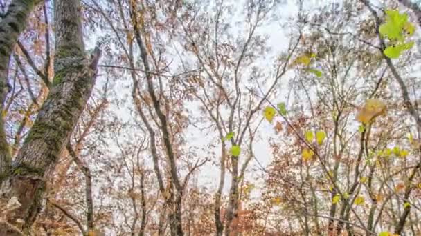 秋の落葉樹林。シティパーク。スタヴロポール。コーカサス. — ストック動画