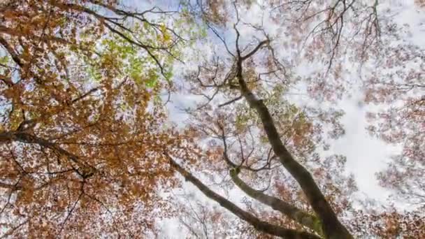 Herfst loofbos. Stadspark. Stavropol. Kaukasus. — Stockvideo