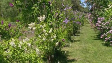 Baharda büyük leylak çalısı, güzel leylak çiçekleri