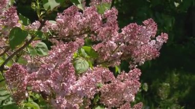 Baharda büyük leylak çalısı, güzel leylak çiçekleri