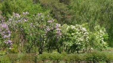 Baharda büyük leylak çalısı, güzel leylak çiçekleri