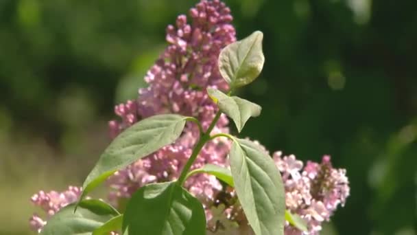 Mare liliac tufiș în primăvară, frumos liliac înflorit — Videoclip de stoc