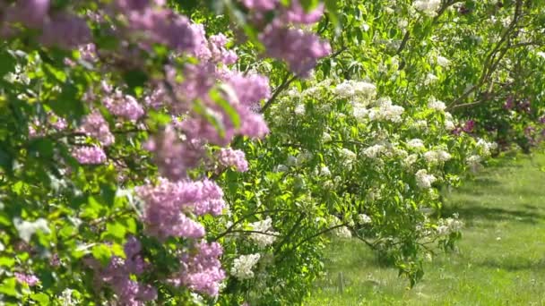 春に大きなライラックブッシュ、美しいライラックの開花 — ストック動画