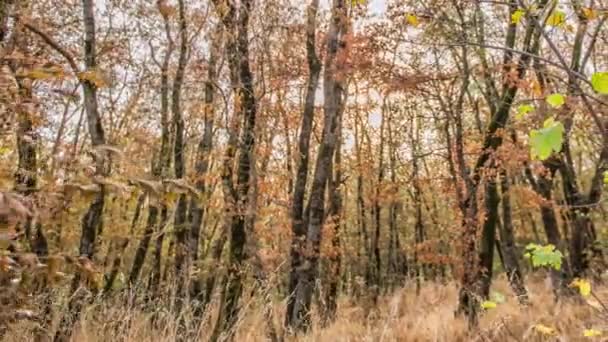 Forêt caduque d'automne. City Park. Stavropol. Pays du Caucase. — Video