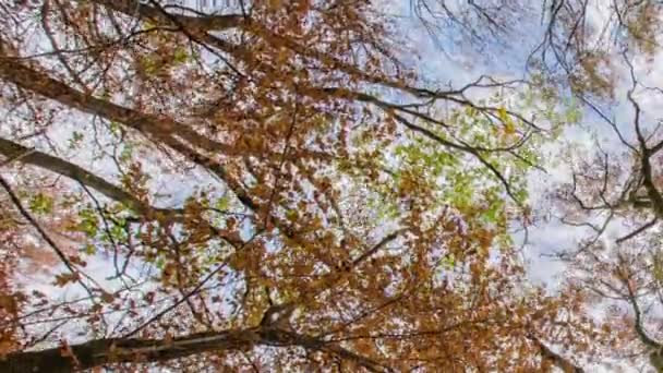 秋天落叶森林。城市公园。Stavropol 。高加索. — 图库视频影像