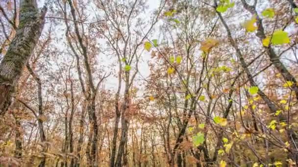 Autumn deciduous forest. City Park. Stavropol. Caucasus. — Stock Video