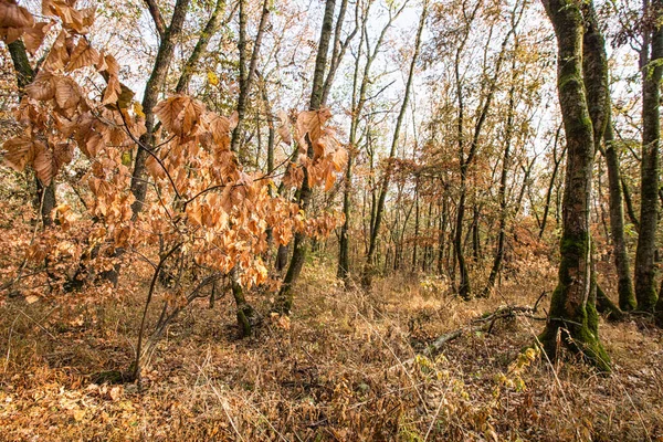 城市秋园地区黄落叶树 五彩缤纷的秋景 秋天森林里的阳光和树木 — 图库照片