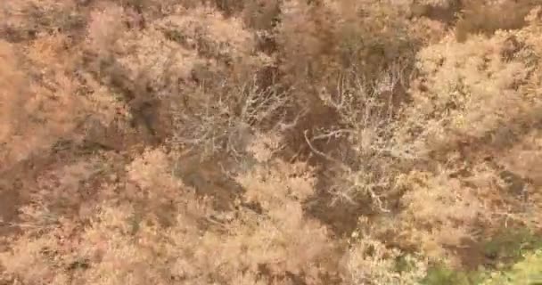 Vue aérienne de haut en bas de la forêt d'automne avec des arbres verts et jaunes. City Park. Stavropol. Pays du Caucase. — Video