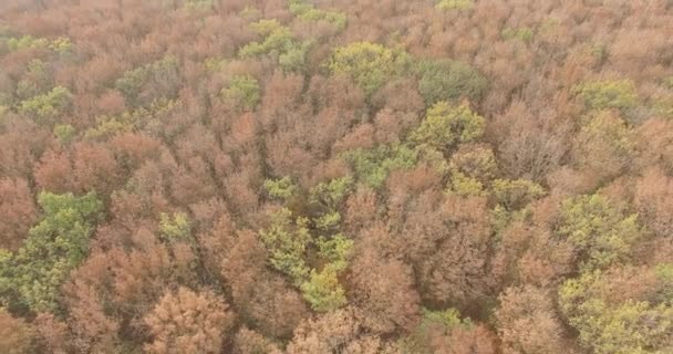 Yeşil ve sarı ağaçlı sonbahar ormanının yukarıdan görünüşü. Şehir Parkı. Stavropol. Kafkaslar. — Stok video