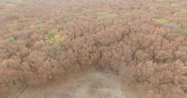 Vista aerea dall'alto verso il basso della foresta autunnale con alberi verdi e gialli. City Park. Stavropol. Caucaso. — Video Stock