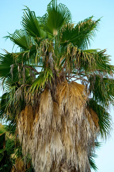 Gyönyörű buja pálmafa — Stock Fotó