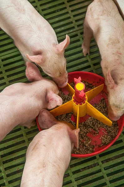 Baby varken in een varkensstal — Stockfoto