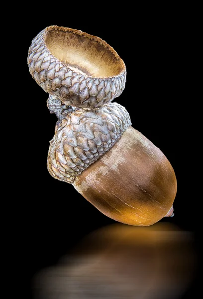 Acorn van eik — Stockfoto