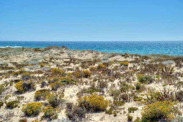 大西洋の海岸の美しい草 — ストック写真