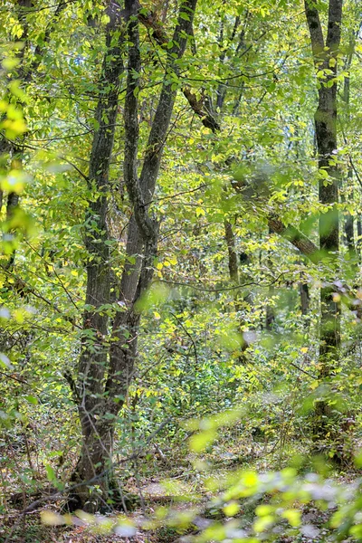 Mooi dicht bos — Stockfoto