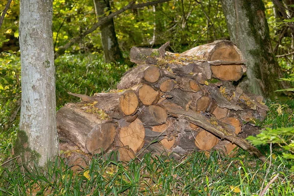 Geoogst hout in de bos — Stockfoto