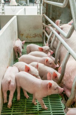Bebek domuz, domuz ahırı