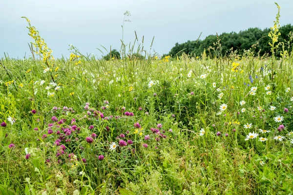 Flores nas montanhas. Rússia, Stavropol. — Fotografia de Stock