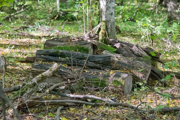 Kivágott fa az erdő — Stock Fotó