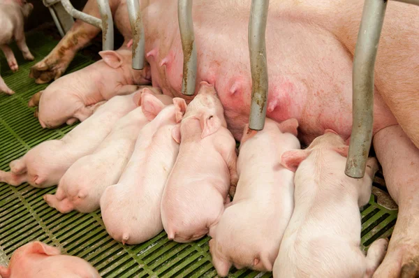 Baby pig in a pigsty — Stock Photo, Image