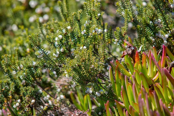 Hermosa hierba en la orilla del Océano Atlántico — Foto de Stock