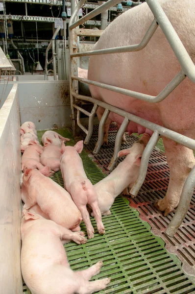 Baby pig in a pigsty — Stock Photo, Image