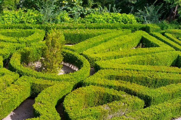 Geometriska mönster av gröna häcken blomsterrabatt — Stockfoto